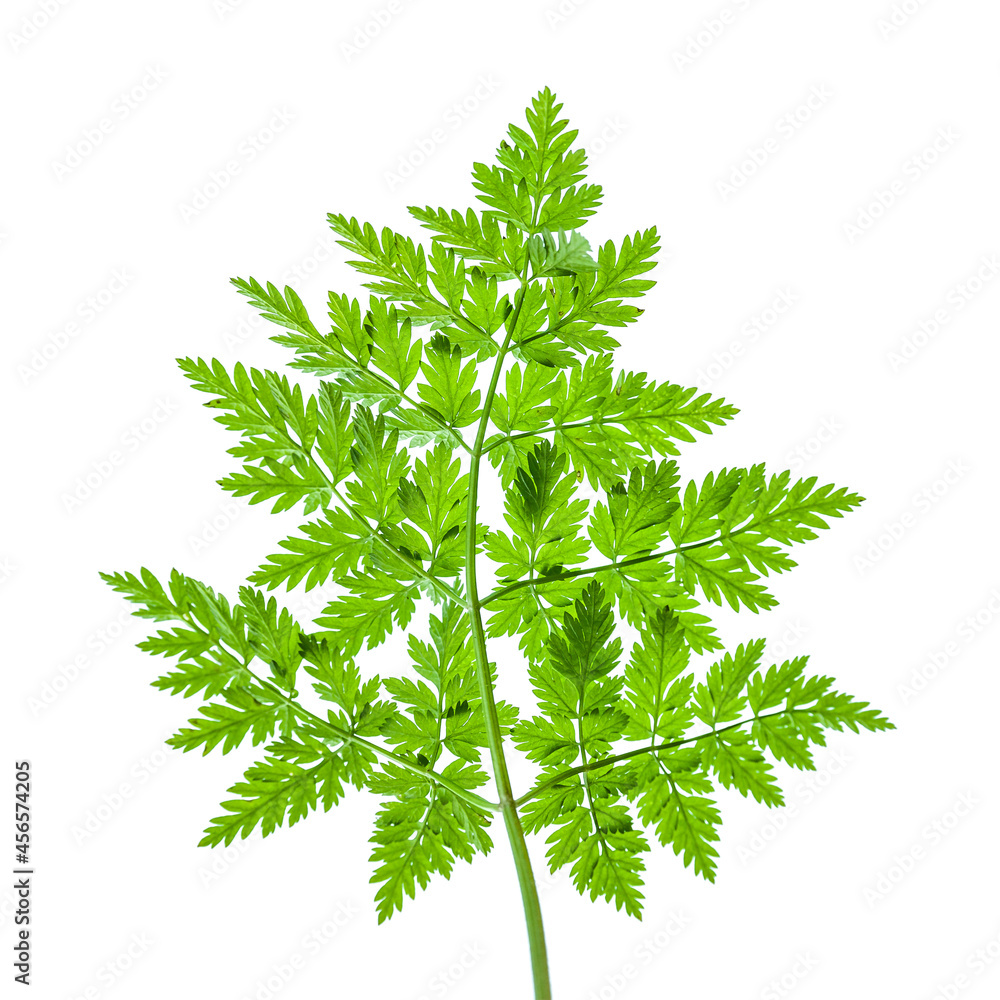 Fototapeta premium Green leaf. Close-up of a patterned green leaf on a white background. Selective soft focus.