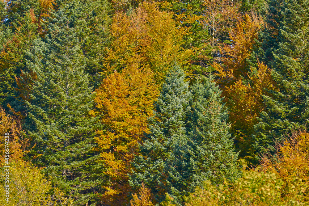 Colorful branches of trees in autumn Colorful branches of trees in autumn