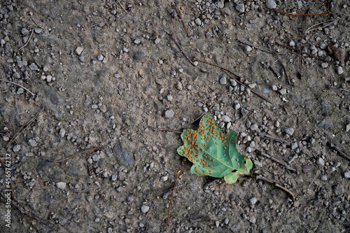 Принти на полотні Oak silk-button spangle gall wasp on the floor
