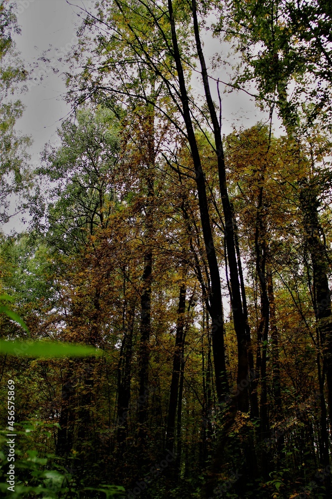 forest in autumn forest in autumn