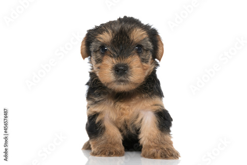 sweet yorkshire terrier dog looking at the camera