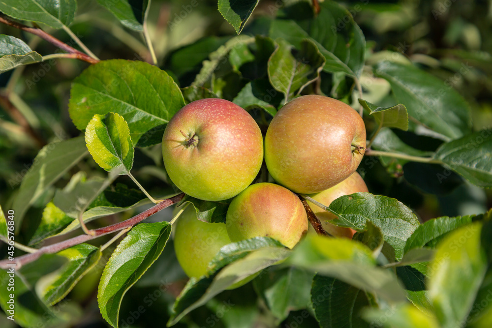 Red Pomegranate Harvest at Tree in Sunny day Red Pomegranate Harvest at Tree in Sunny day