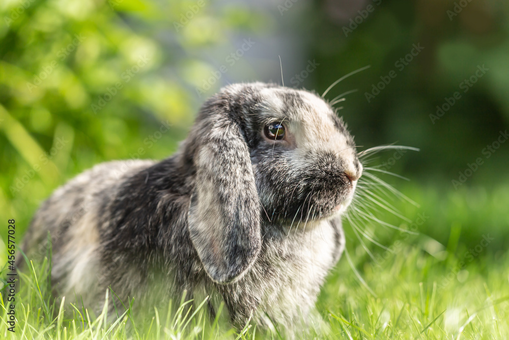 Portrait of a cute dwarf rabbit sitting in a meadow Portrait of a cute dwarf rabbit sitting in a meadow