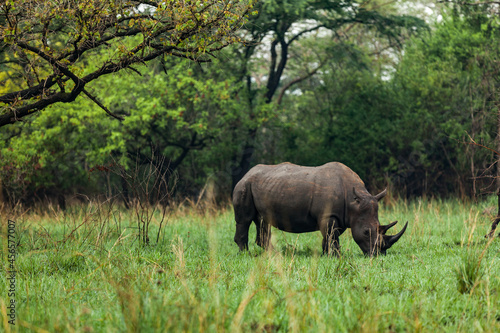 Rhino is grazing on a green grass in Ziwa Rhino Sanctuary, Uganda