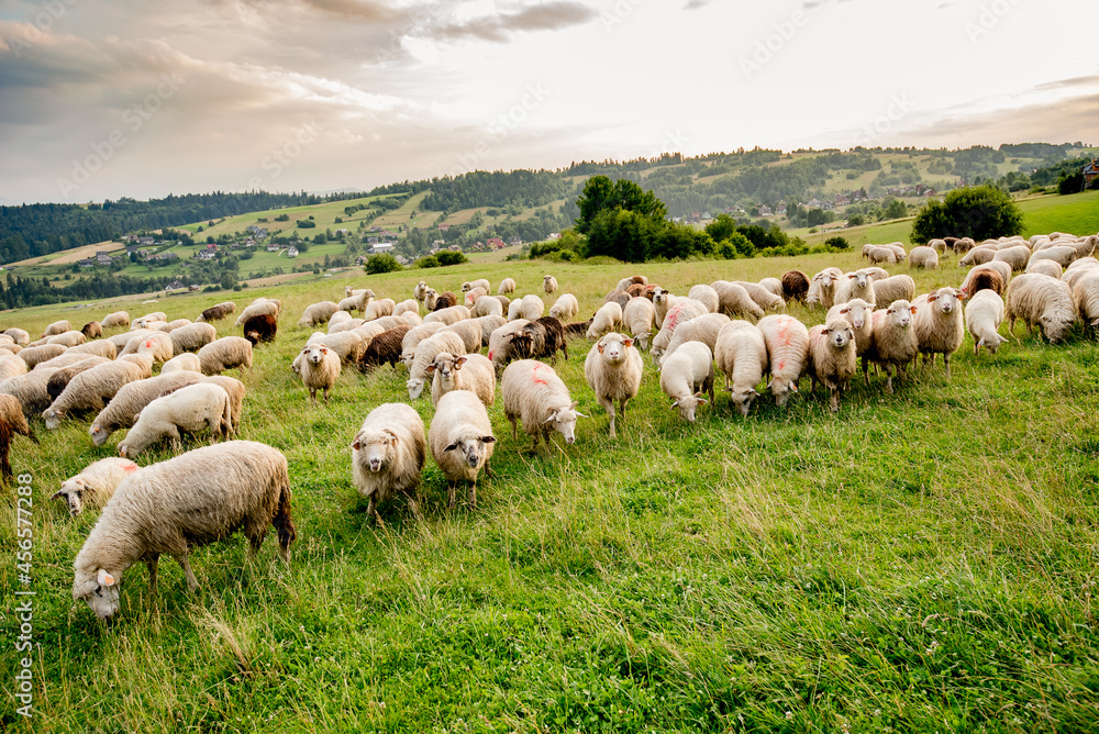 Obraz premium Herd of sheep on beautiful mountain meadow. Grywałd, Pieniny, Poland.