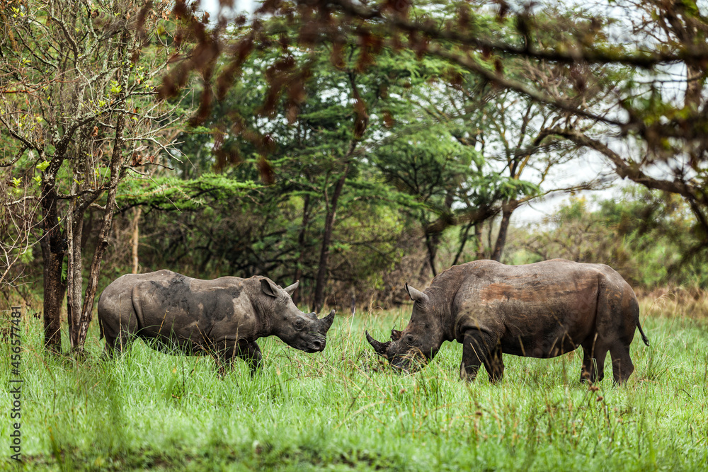 Two rhinos standing in front of each other in Ziwa Rhino Sanctuary, Uganda Two rhinos standing in front of each other in Ziwa Rhino Sanctuary, Uganda