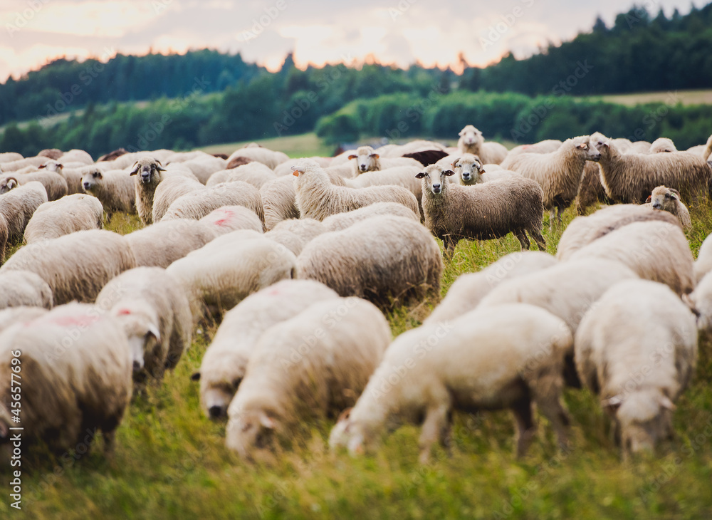 Fototapeta premium Herd of sheep on beautiful mountain meadow. Grywałd, Pieniny, Poland.