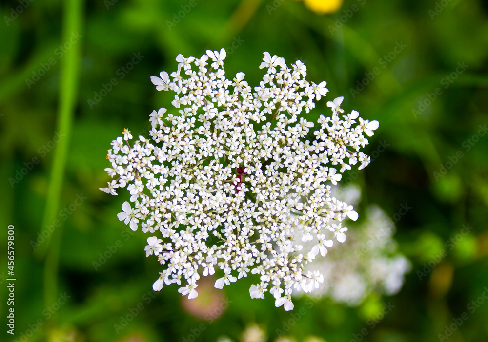 Pequeñas flores blancas sobre fondo boscoso verde intenso en verano Pequeñas flores blancas sobre fondo boscoso verde intenso en verano