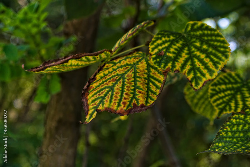 Wczesna jesień. Jesienny barwny liść. Early autumn. Autumn colored leaf .