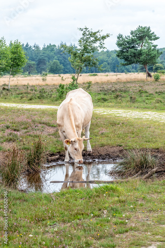 white cow drinks on the Gorsselse heide photo