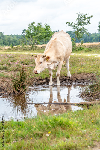 white cow drinks on the Gorsselse heide photo