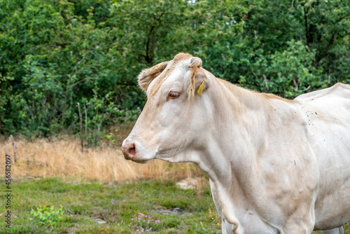 white cow looks around on the Gorsselse heide