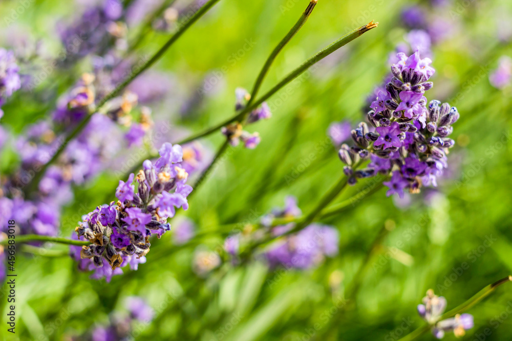 Obraz premium a lavander flowers