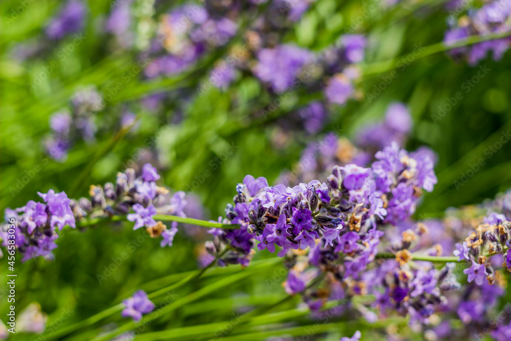 a lavander flowers