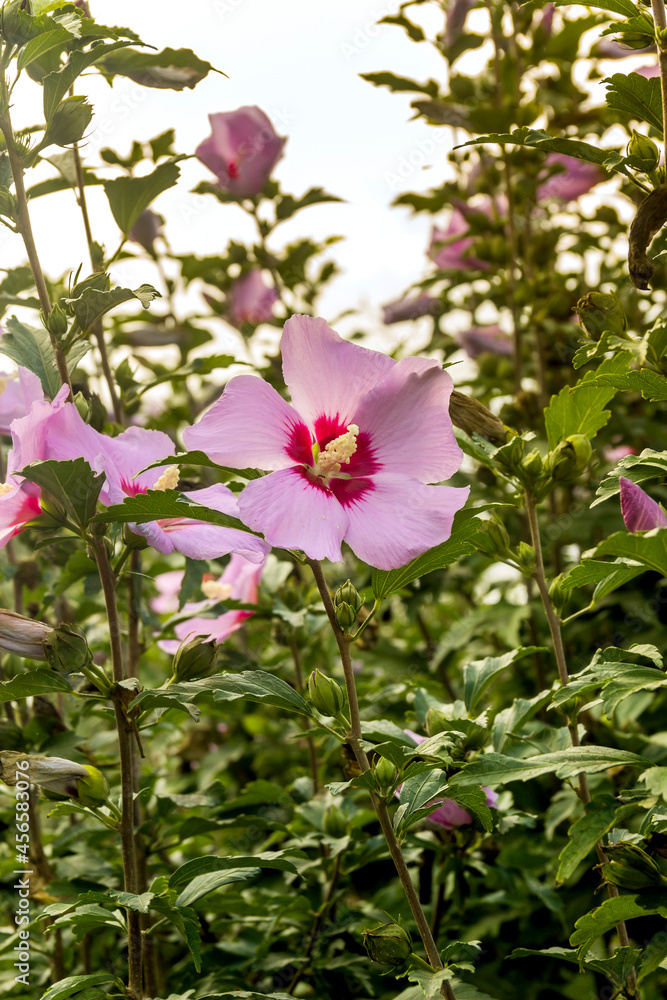 a blossoming Rose of Sharon (Hibiscus Syriacus) a blossoming Rose of Sharon (Hibiscus Syriacus)