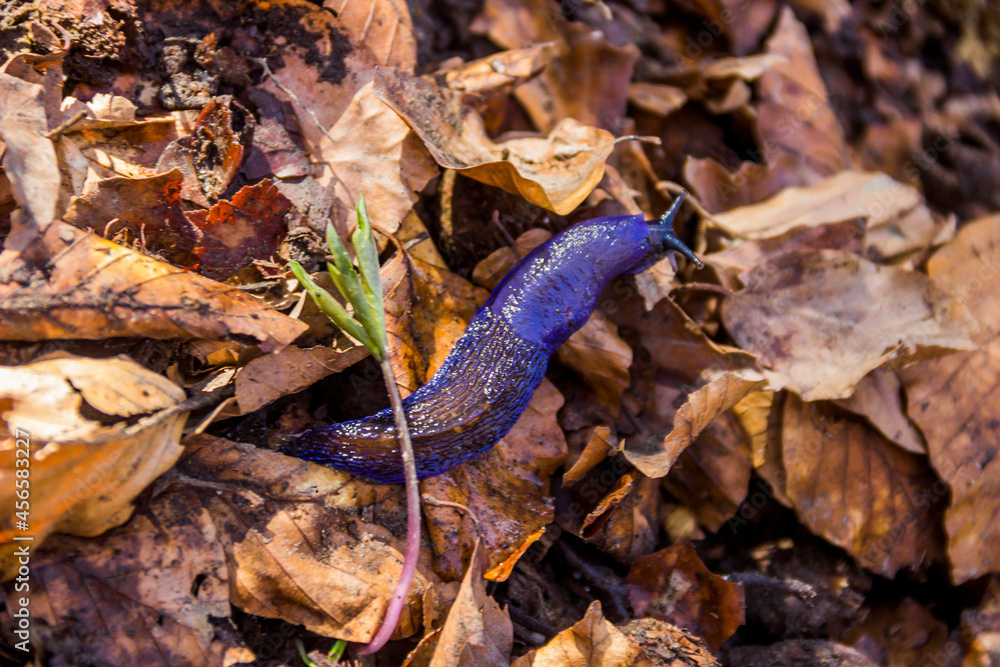 Naklejka premium a big blue slug