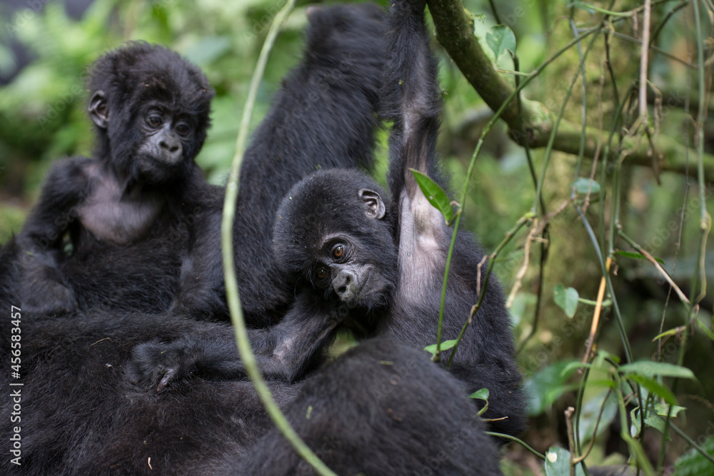 Free ranging baby mountain gorilla playing Free ranging baby mountain gorilla playing