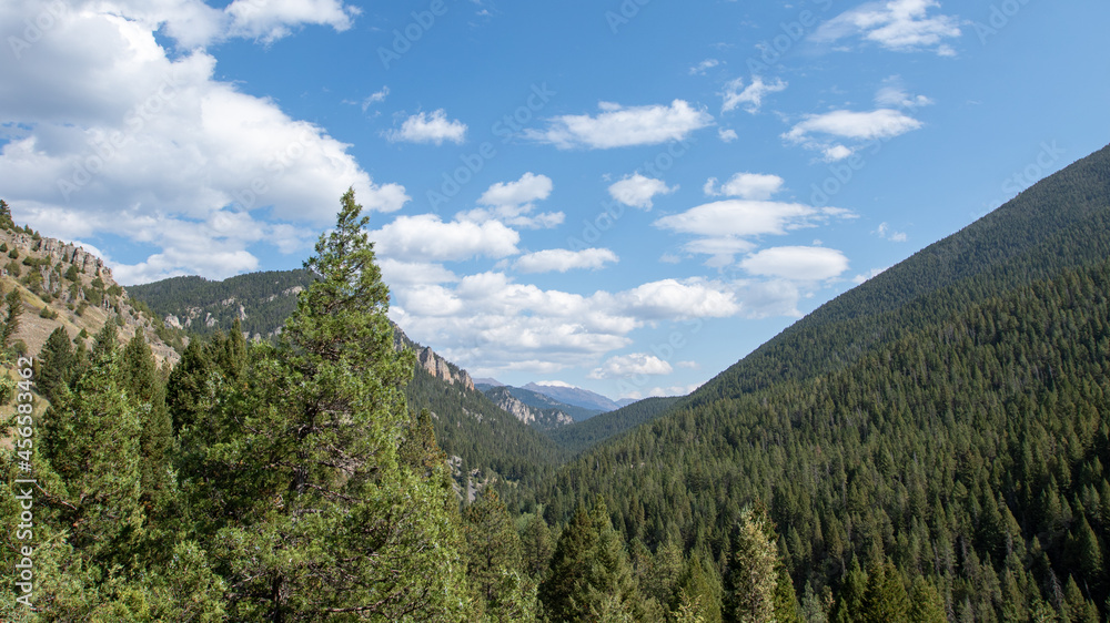 Obraz premium Canyon of Trees in Big Sky Montana