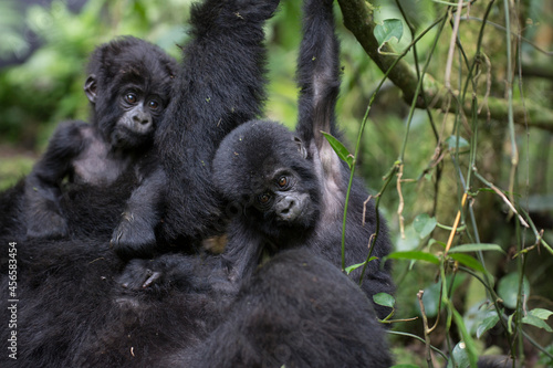 Free ranging baby mountain gorilla playing © Pedro Bigeriego
