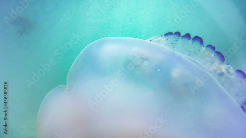 The kornerot jellyfish floating in the turquoise sea water photo