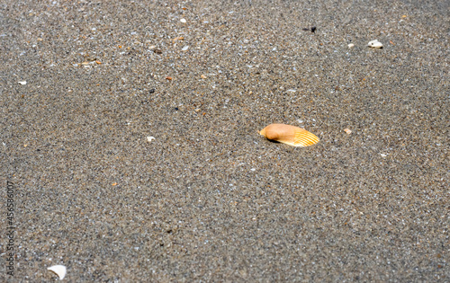 A brown color seashell on a wet sandy land