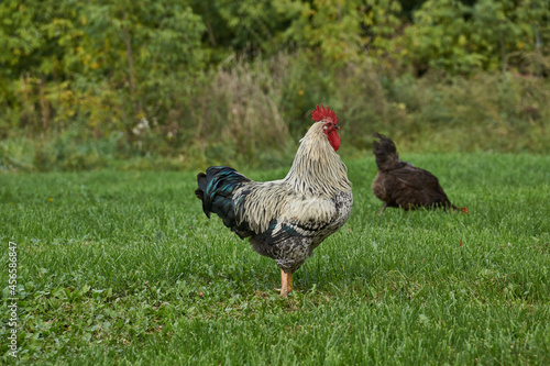 Rooster and chicken walk along the lawn and seek something edible near the country house.