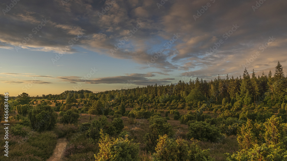Fototapeta premium Lüneburger Heide