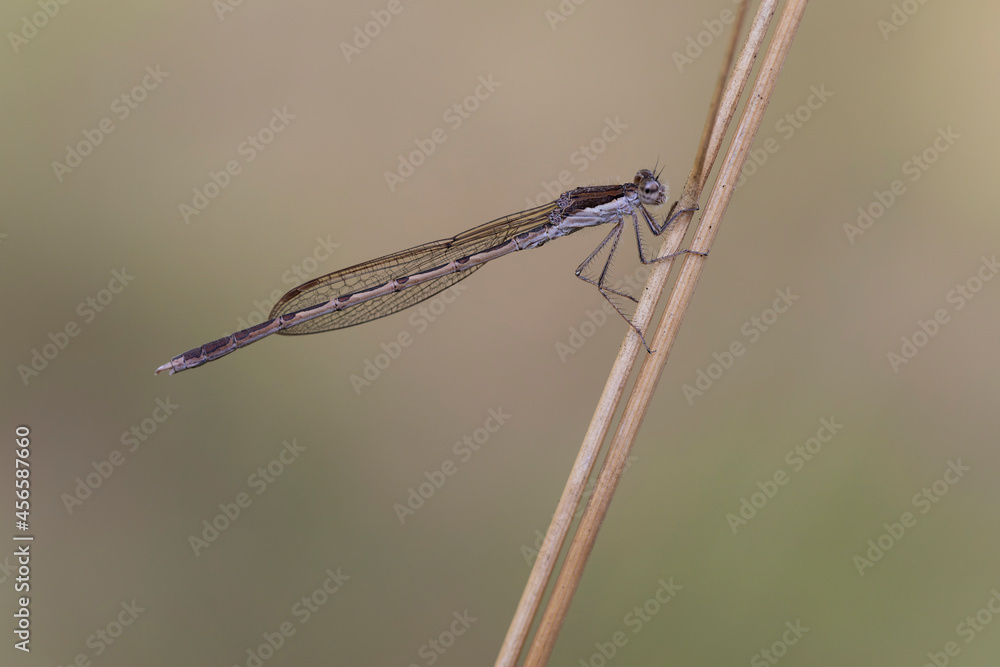 Winter Damselfly Sympecma fusca on dried grass stalk Winter Damselfly Sympecma fusca on dried grass stalk