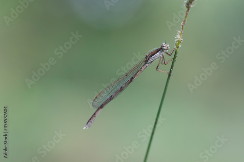Wallpaper Mural Winter Damselfly Sympecma fusca on dried grass stalk Torontodigital.ca
