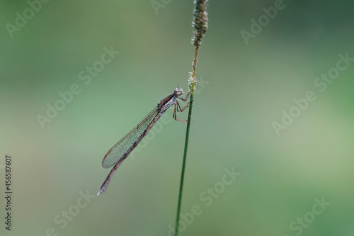 Wallpaper Mural Winter Damselfly Sympecma fusca on dried grass stalk Torontodigital.ca