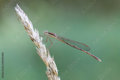 Winter Damselfly Sympecma fusca on dried grass stalk
