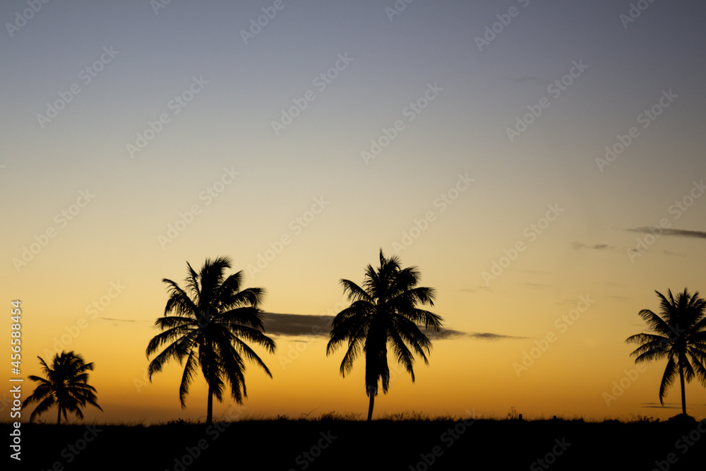 Palm trees silhouette during sunset. Concept of free time on vacation.