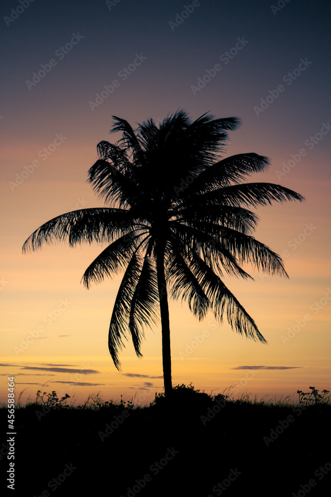 Palm trees silhouette during sunset. Concept of free time on vacation.