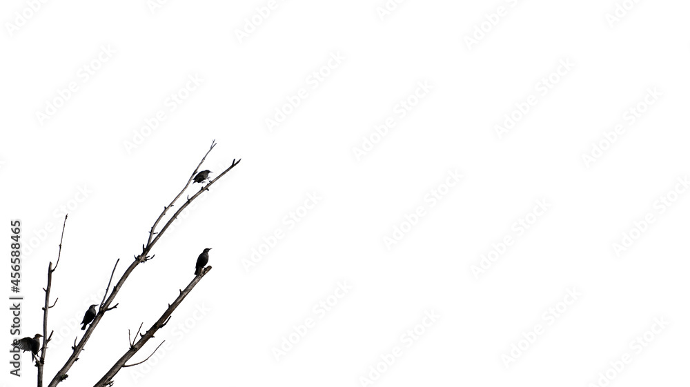 Many black birds over the dead tree branch against white background Many black birds over the dead tree branch against white background