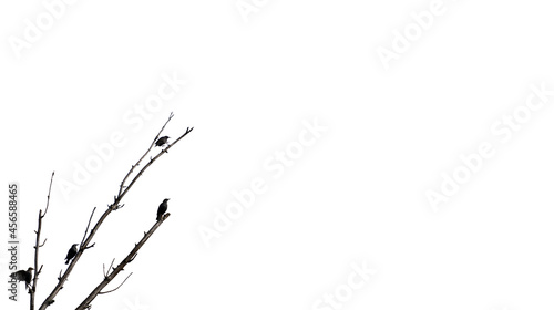 Many black birds over the dead tree branch against white background