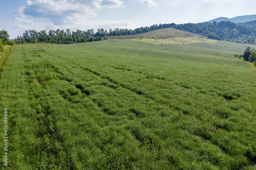 Altai mountains. Field of saltwort (Salsola collina). Aerial view.