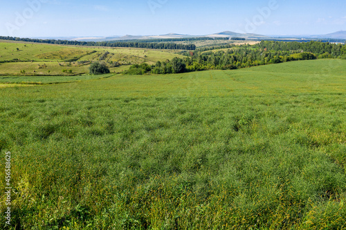 Altai mountains. Field of saltwort  Salsola collina . Aerial view.