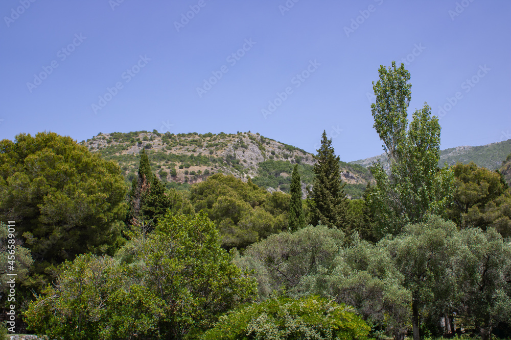 Lush green trees and plants on the mountain slopes. Landscape on the natural park. Mountains and blue sky on the background.