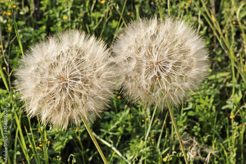 ripe seed heads of  jerusalem star