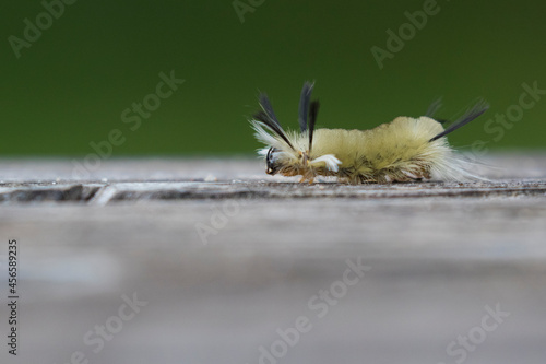 Halysidota tessellaris, also called the pale tiger moth, banded tussock moth caterpillar  photo