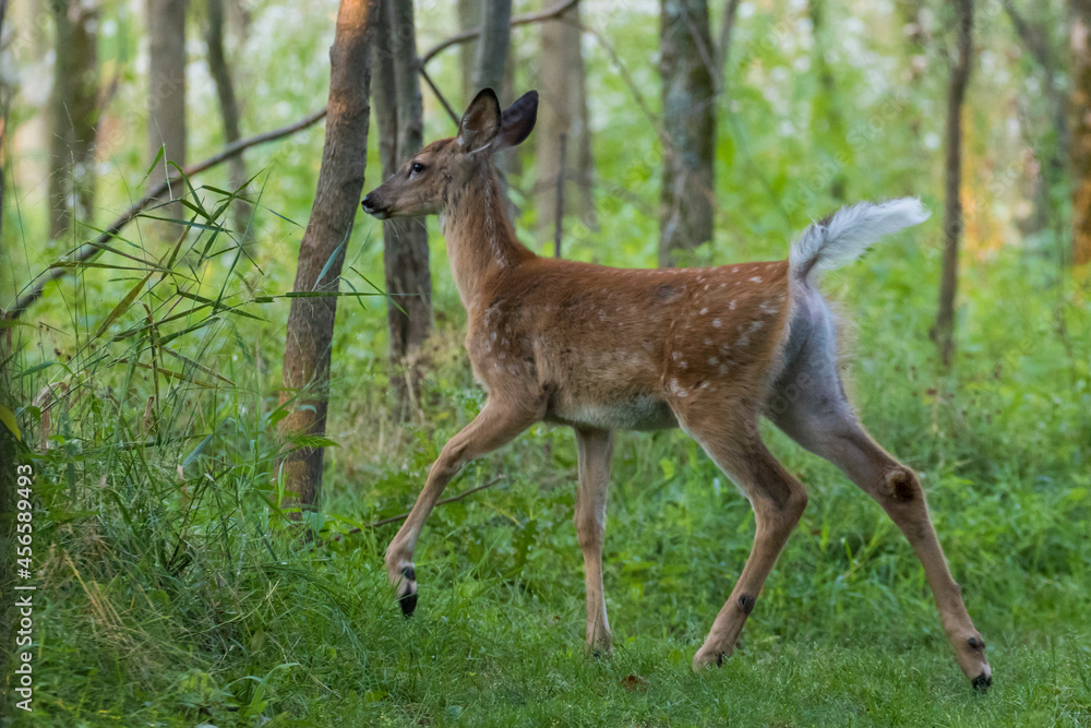 white-tailed deer Fawn in summer white-tailed deer Fawn in summer