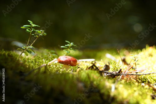 Small mushroom in the autumn forest in the sun
