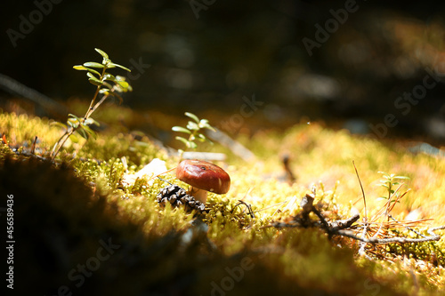 Small mushroom in the autumn forest in the sun