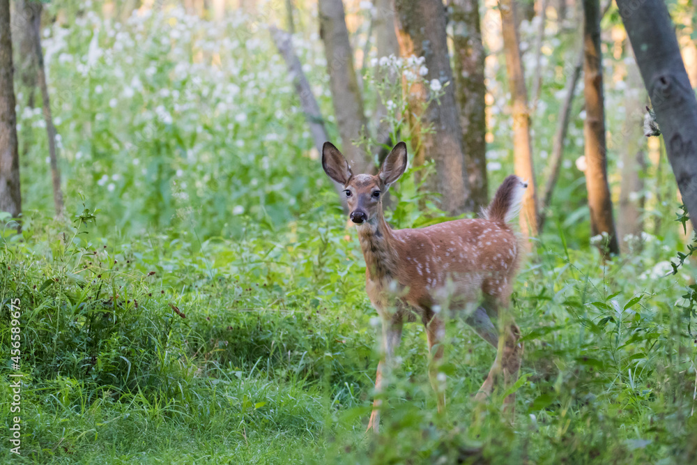 white-tailed deer Fawn in summer white-tailed deer Fawn in summer
