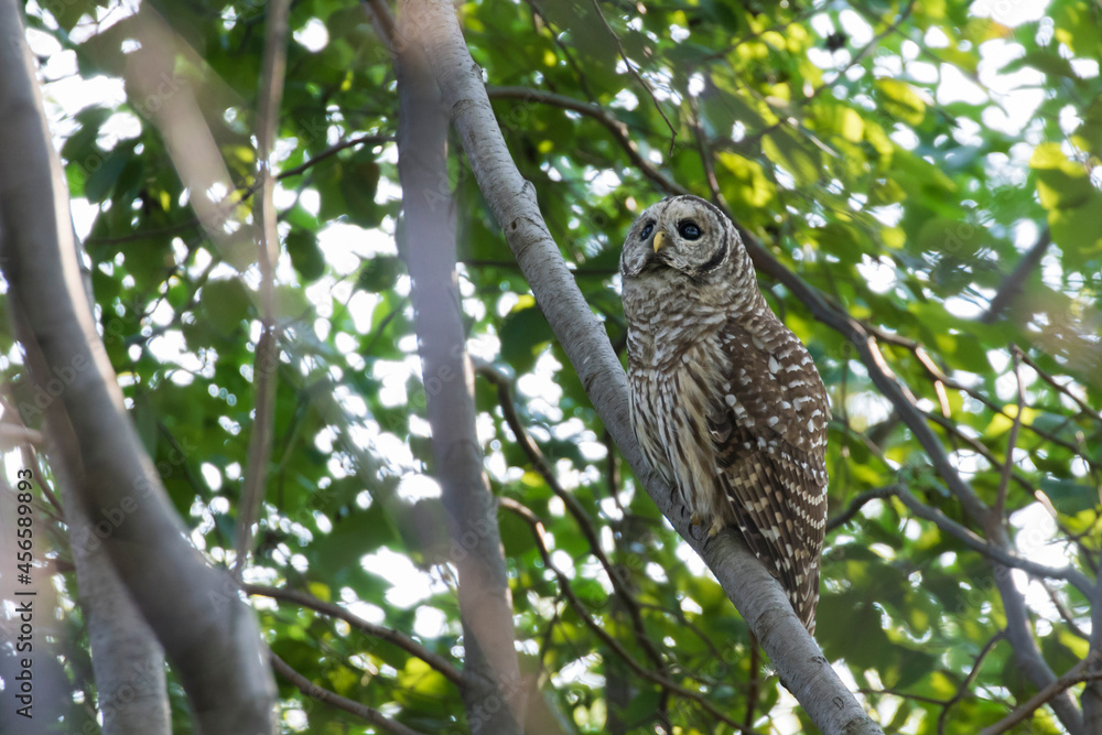 barred owl (Strix varia) in summer barred owl (Strix varia) in summer