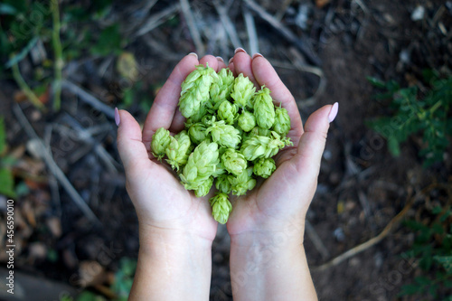 Girl holding fresh hops in her hands