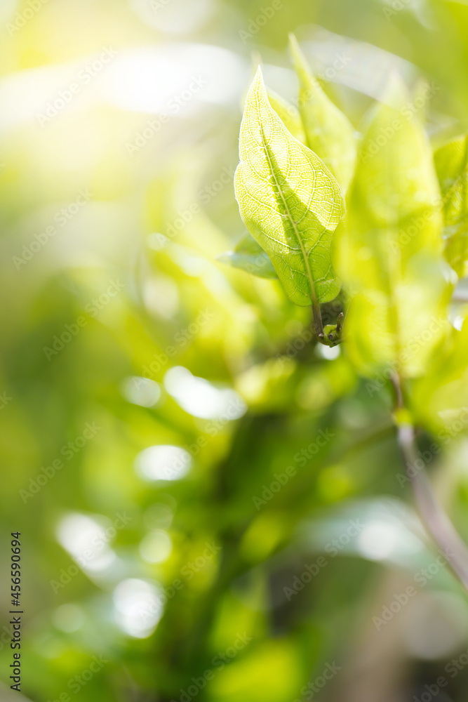 Nature view of green leaves on blurred greenery background in nature.Macro photography with super shallow depth of field. Nature view of green leaves on blurred greenery background in nature.Macro photography with super shallow depth of field.