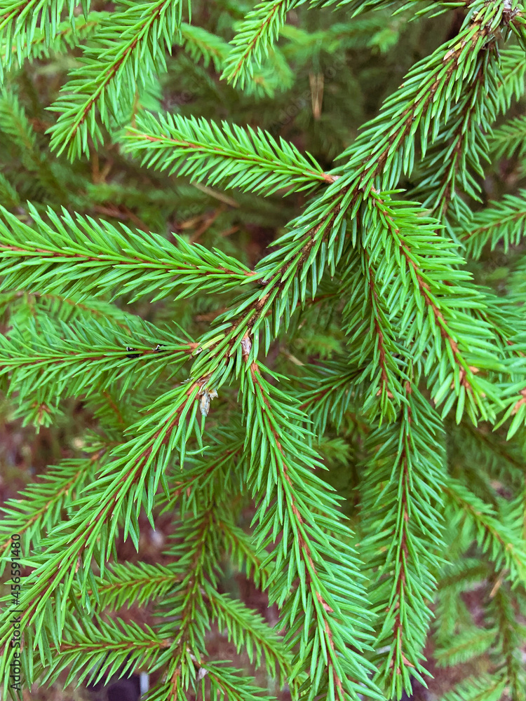 Spruce branch close up Spruce branch close up