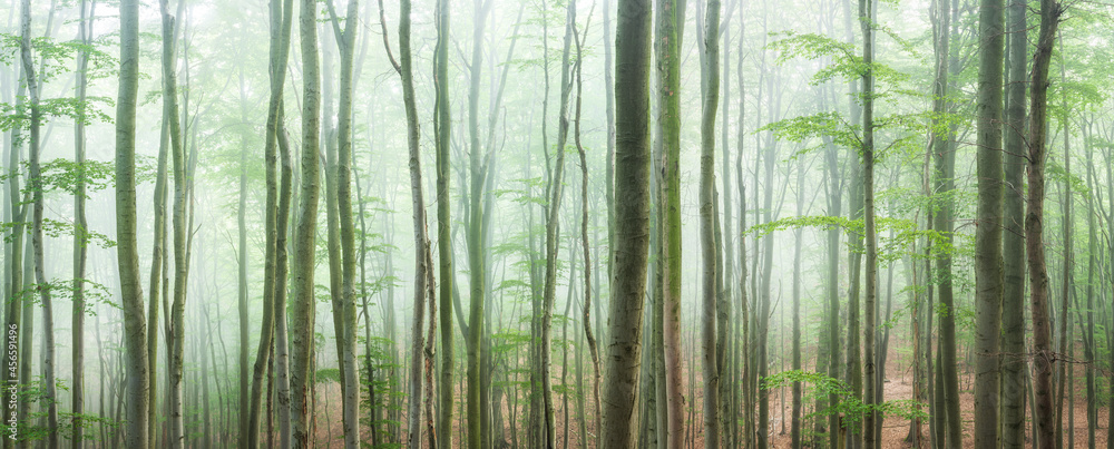 Fototapeta premium Panorama of Beech Forest with Thick Fog