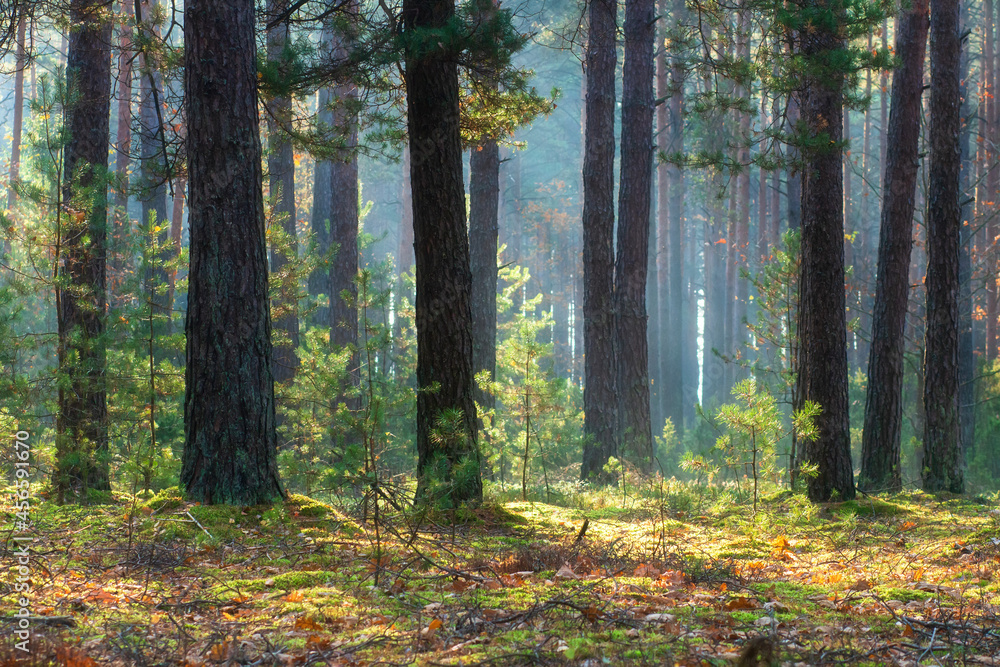 Autumn pine woodland. Misty sunrise in the forest. Small pines grow between big pines.